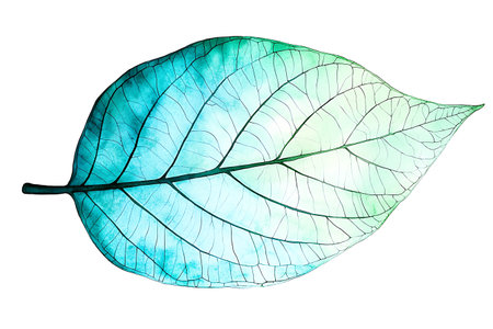 This stunning leaf illustration showcases a blend of blue and green watercolor on a white background, capturing the essence of nature in an artistic form.の写真素材