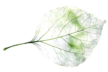 A stunning close-up of a transparent leaf showcasing its intricate veins and textures against a white background, perfect for nature-inspired designs.の写真素材