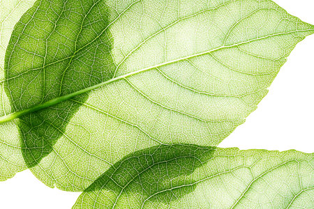 A vibrant close-up of fresh green leaves showcasing detailed vein patterns and soft light filters through, highlighting the beauty of nature and its intricate designs.の写真素材