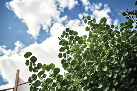 Captivating view of lush green leaves against a bright blue sky filled with soft white clouds,...