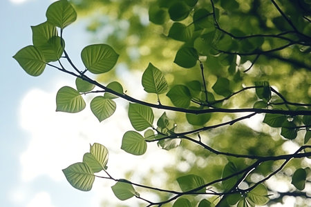 Lush green leaves capture sunlight against a bright blue sky, offering a serene and tranquil nature...