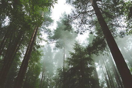 A serene view of a misty forest canopy with tall trees emerging from dense fog, creating an...