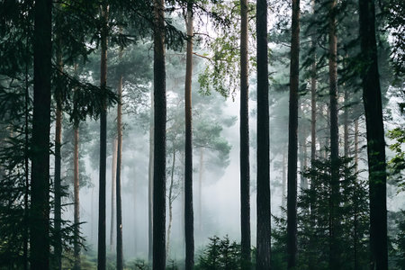 Experience the serene beauty of a misty forest landscape with tall trees shrouded in fog. This tranquil scene invites exploration and reflection in nature.の写真素材