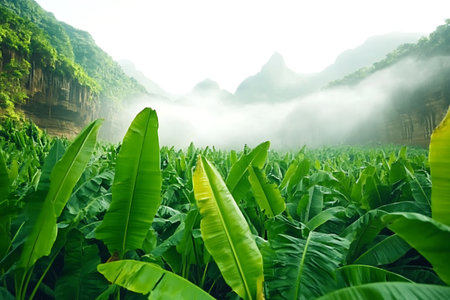 This breathtaking image captures lush banana leaves with misty mountains in the background, embodying the serene beauty of nature's landscape.の写真素材