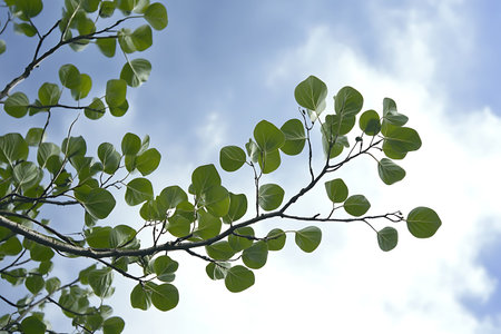 This image captures fresh green leaves on a branch, set against a bright sky with soft clouds,...