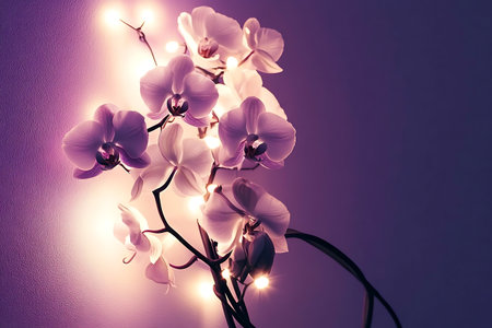 Captivating white orchids illuminated softly against a purple backdrop, creating a romantic and elegant atmosphere. Perfect for decor and nature lovers.の写真素材