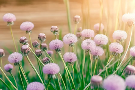 A vibrant display of soft pink flowers in a tranquil garden, illuminated by warm sunlight, captures the beauty of nature during spring season.の写真素材