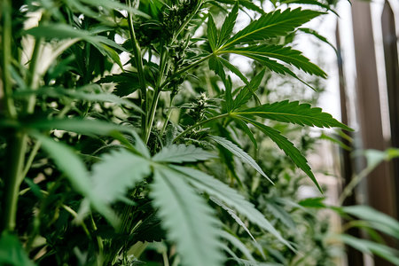 A close-up view of cannabis plants in a natural setting, showcasing lush green leaves and healthy buds, capturing the essence of organic growth.の写真素材