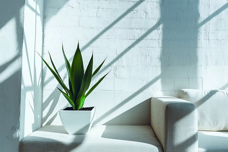 A vibrant green plant sits in a contemporary pot within a sunlit living room, casting striking shadows that enhance the modern atmosphere and aesthetic appeal.の写真素材