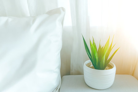 A vibrant indoor plant in a white pot brings a touch of nature and freshness to a cozy living room. The sunlight streaming through the curtain enhances the ambiance.の写真素材