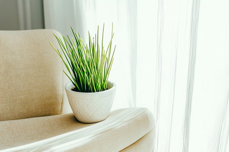 A vibrant green plant sits in a white pot on a cozy sofa, illuminated by soft sunlight filtering through sheer drapes, creating a serene and inviting atmosphere.の写真素材
