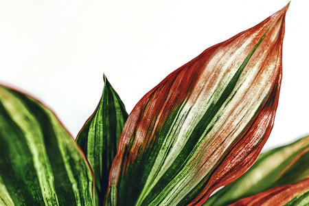 This close-up image showcases vibrant red and green leaves with glossy texture and intricate...