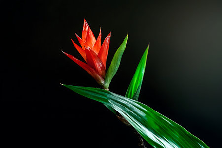 A stunning close-up of a red bromeliad flower showcasing its vibrant petals and lush green leaves against a dark background, perfect for nature lovers.の写真素材