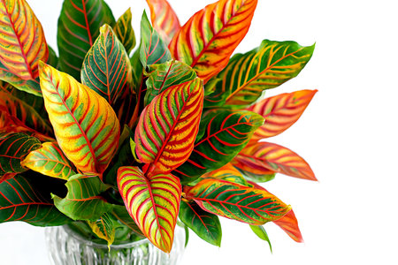 A stunning arrangement of croton leaves showcasing vivid colors of green, yellow, and red creates a...