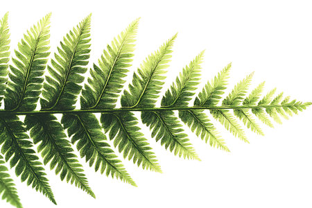 A stunning green fern leaf showcases intricate details against a white background, symbolizing...