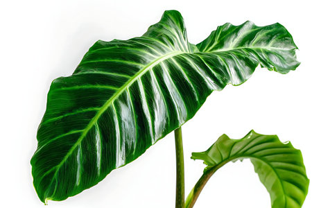 Explore the beauty of a vibrant green leaf from an exotic plant, showcasing its glossy surface and...