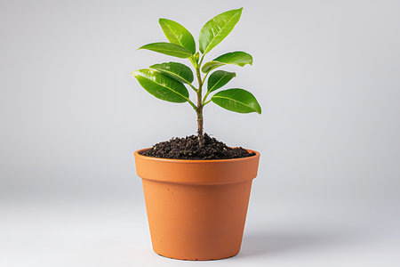 Fresh green plant with vibrant leaves in a terracotta pot on light background, symbolizing growth and care in gardening or home decor.の写真素材