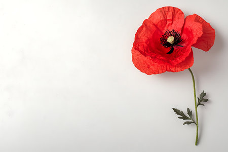 A stunning red poppy flower gracefully positioned on a smooth white background, showcasing its delicate petals and green foliage, perfect for various design projects.の写真素材