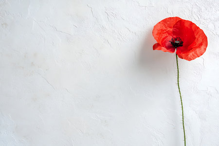 A stunning single red poppy flower stands gracefully against a textured white background, creating a minimalist yet captivating aesthetic perfect for various design projects.の写真素材