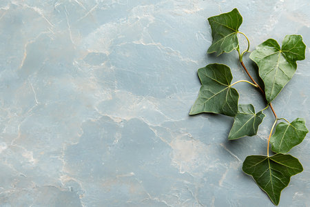A closeup of fresh green ivy leaves elegantly placed on a soft blue marble surface, perfect for nature-inspired decor or botanical backgrounds.の写真素材