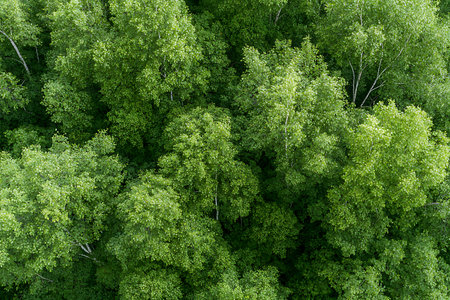 A captivating aerial view of a lush green forest canopy, showcasing vibrant foliage and rich biodiversity that thrives in natural surroundings.の写真素材