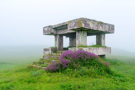 An abandoned concrete structure emerges from fog, enveloped in lush wildflowers, creating a serene...