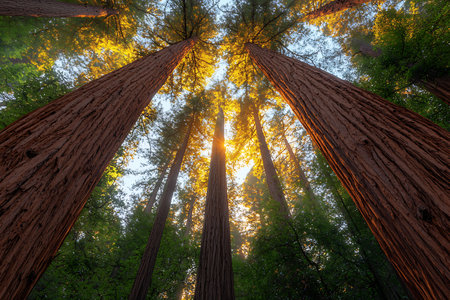 Discover the breathtaking view of towering redwood trees with sunlight filtering through their branches, creating a serene and tranquil atmosphere in a lush forest.の写真素材