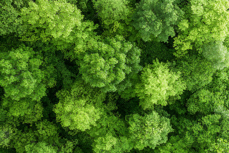 Explore a breathtaking aerial view of a lush green forest canopy filled with vibrant foliage. The...