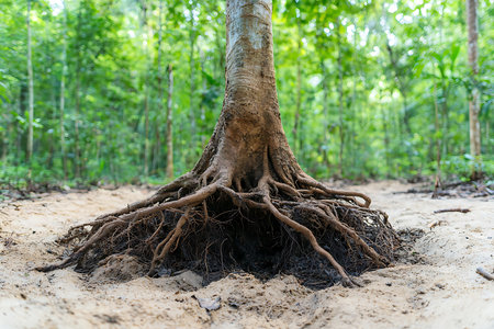 This image captures the intricate roots of a tree emerging from the soil, surrounded by lush greenery in a serene forest setting. The natural light highlights the textures of the bark and soil.の写真素材