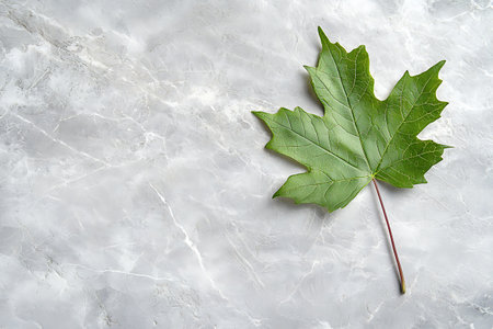 A single green maple leaf rests gracefully on a smooth light marble surface, highlighting natural beauty and texture for artistic and organic themes.の写真素材