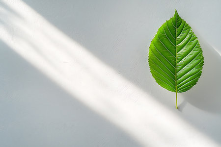 A vibrant green leaf showcases its intricate texture and detail, illuminated by soft natural light and gentle shadows, creating a tranquil and serene atmosphere.の写真素材
