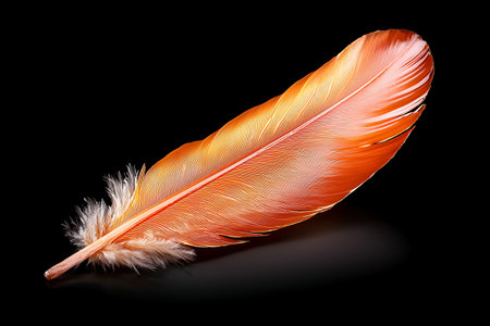 This striking orange feather showcases intricate textures and vibrant colors against a black backdrop. Perfect for artistic projects, decoration, and nature themes.の写真素材
