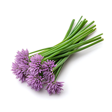 A vibrant bunch of fresh chive blossoms, beautifully arranged, showcasing their delicate purple...