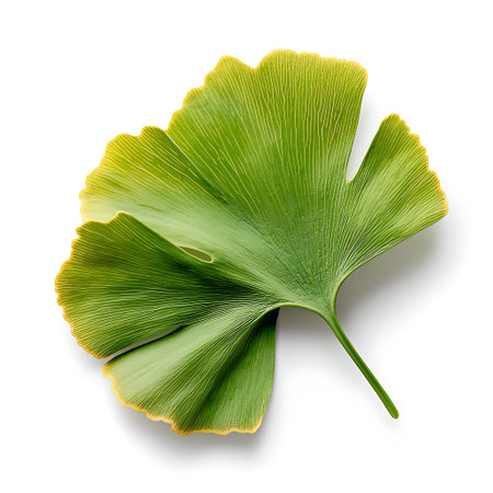 A close-up view of a vibrant green ginkgo leaf showcasing its unique fan shape and intricate...