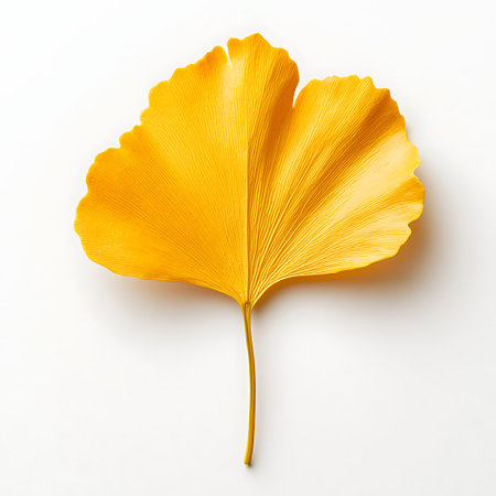 A stunning depiction of a bright yellow ginkgo leaf isolated against a white background. This image...