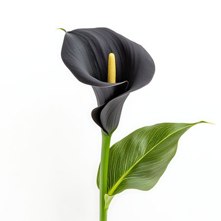 A stunning black calla lily flower featuring a vibrant yellow center and lush green leaves on a neutral background, perfect for decorative themes.の写真素材