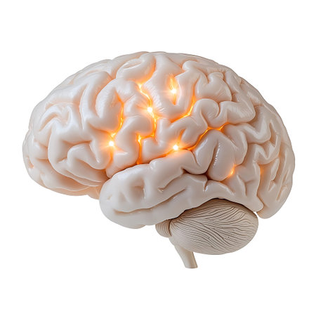 A detailed human brain model showcasing glowing neural pathways. Ideal for educational purposes and...