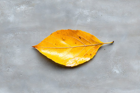 A stunning bright yellow leaf placed on a textured gray surface, symbolizing autumn's beauty and...