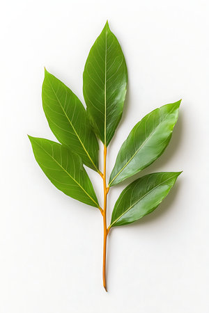 A stunning display of fresh green leaves arranged on a white background, highlighting nature's...