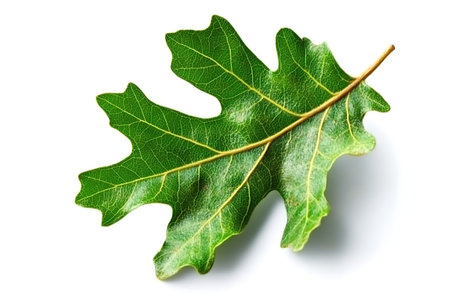 A close-up view of a single oak leaf displaying its brilliant green color and intricate vein...