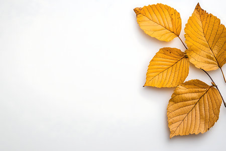 This image features beautiful autumn leaves in warm yellow hues on a clean white background. It...