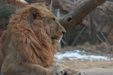 the Lion Kingの写真素材