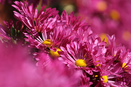 Flowerの写真素材