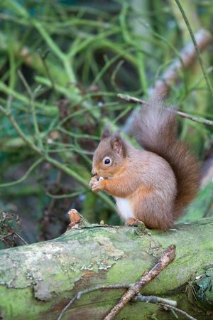 Red squirrelの写真素材
