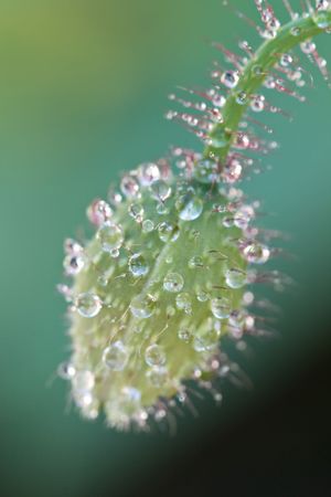 Poppy bud covered with water dropsの写真素材