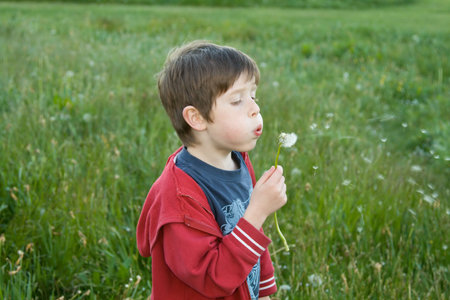 Boy in a field, making a wish on a dandelion clockの写真素材