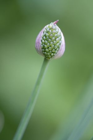 Drumstick Allium bud, shallow depth of fieldの写真素材
