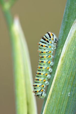 Green, yellow and black swallowtail caterpillar on a stalkの写真素材