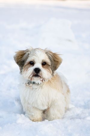 Cute lhasa apso puppy in the snowの写真素材