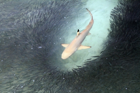 Blacktip reef shark feeding in shallow watersの写真素材
